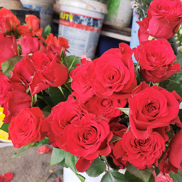 Hoa hồng đỏ (5 bông)